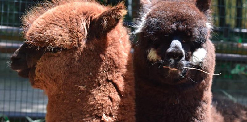 Alpacas – os nossos, novos, habitantes